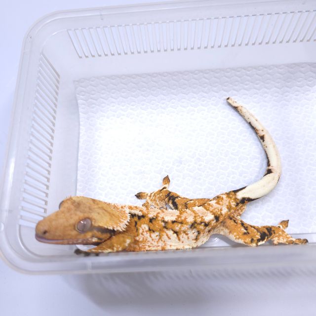바브 트라이