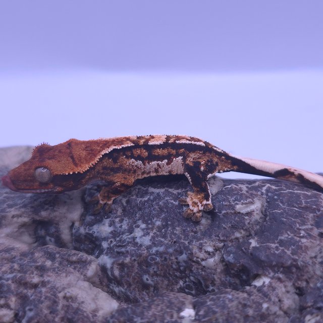 노멀 트라이 쿼드