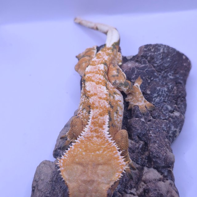 노멀 트라이 텐저린