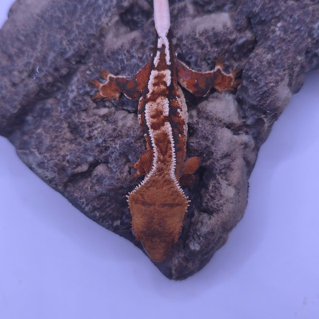 노멀 트라이 텐저린