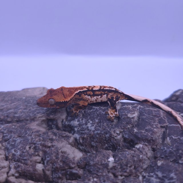 노멀 트라이 쿼드