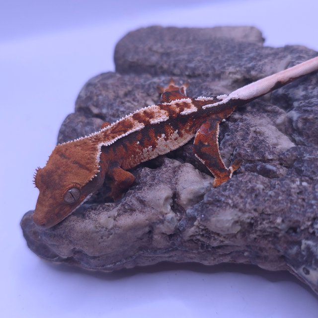 노멀 트라이 텐저린