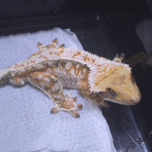트라이