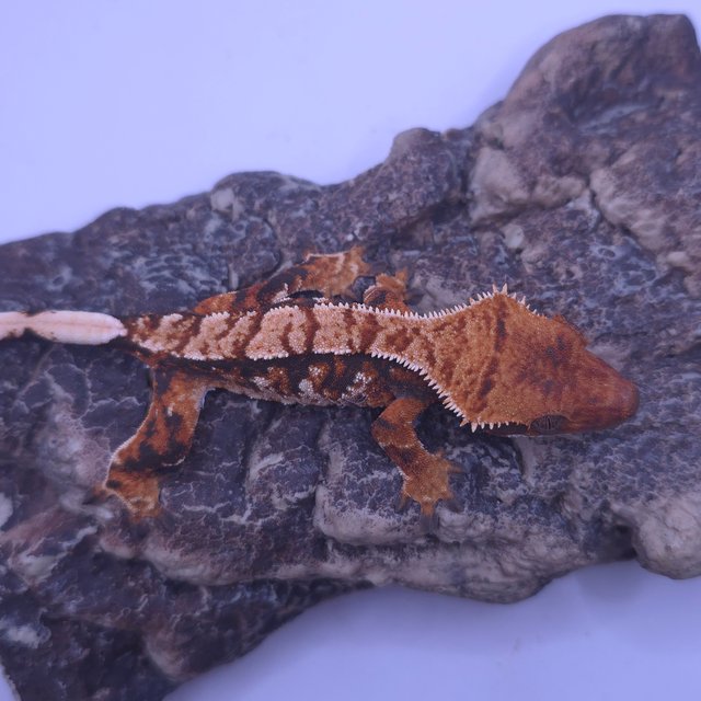 노멀 트라이 텐저린