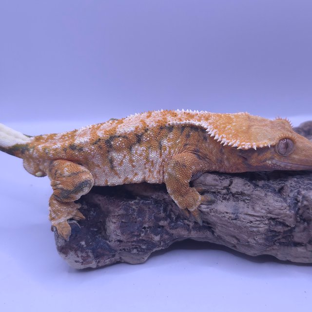 노멀 트라이 텐저린