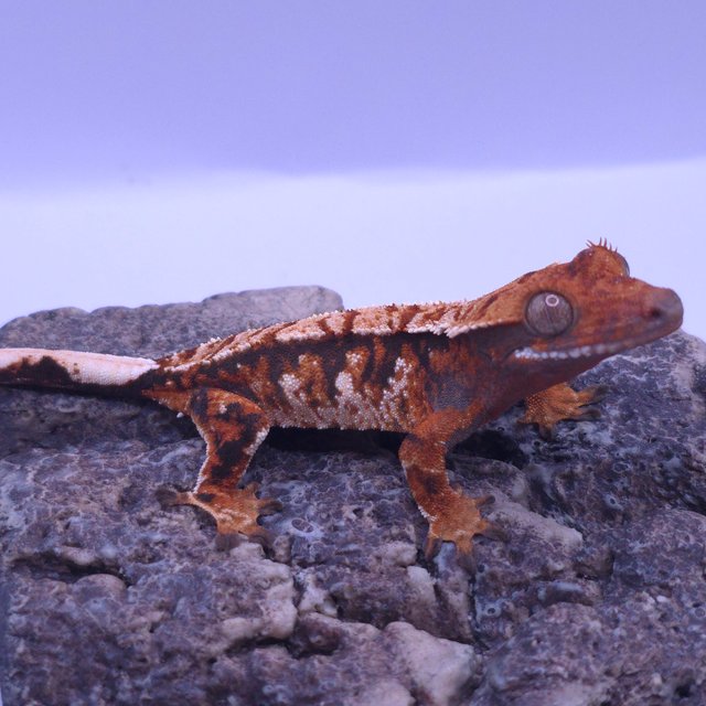 노멀 트라이 텐저린