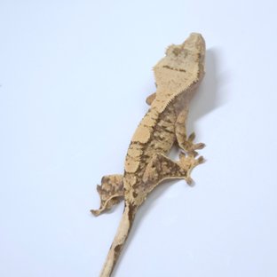 노멀 화이트스팟 트라이 익스트림할리퀸 화이트