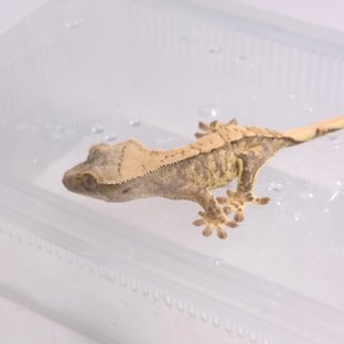 노멀 화이트스팟 화이트포트홀 트라이