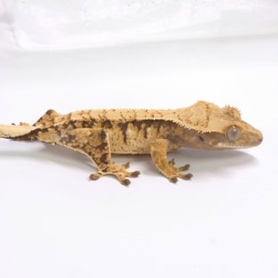 노멀 트라이 익스트림할리퀸 화이트스팟