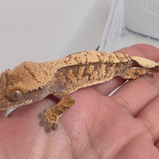 노멀 트라이 화이트스팟 익스트림할리퀸