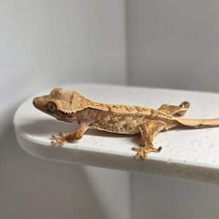 노멀 트라이 화이트스팟