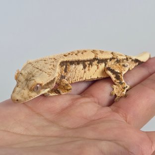 노멀 트라이 익스트림할리퀸