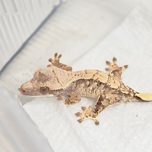 노멀 화이트 화이트스팟