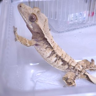 노멀 트라이 익스트림할리퀸 화이트스팟