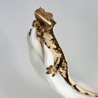 노멀 트라이 익스트림할리퀸