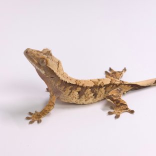 노멀 트라이 화이트스팟 익스트림할리퀸