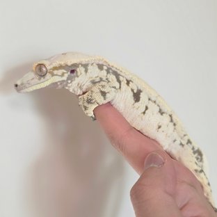 노멀 화이트 트라이 화이트스팟 드리피