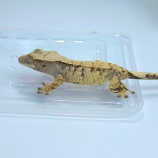 노멀 트라이 익스트림할리퀸 화이트스팟