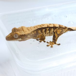 노멀 트라이 익스트림할리퀸 화이트스팟