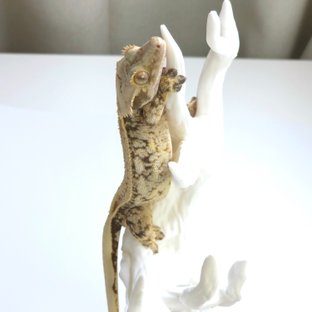 노멀 화이트 쿼드 핀스트라이프