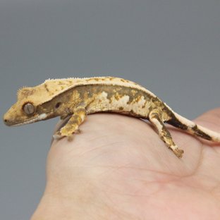 노멀 트라이 익스트림할리퀸