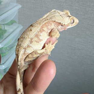 노멀 화이트스팟 크림시클