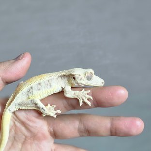 릴리화이트 레드