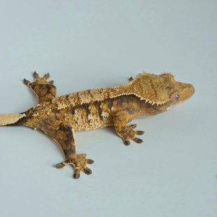 노멀 화이트스팟 텐저린