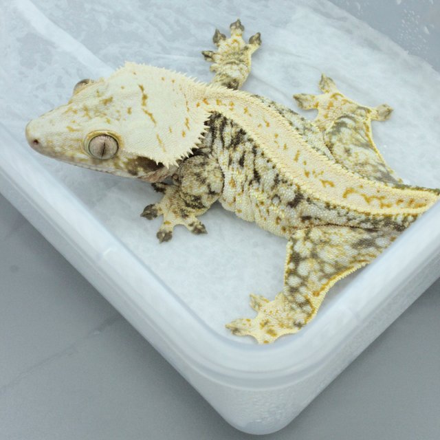 노멀 화이트 쿼드 핀스트라이프