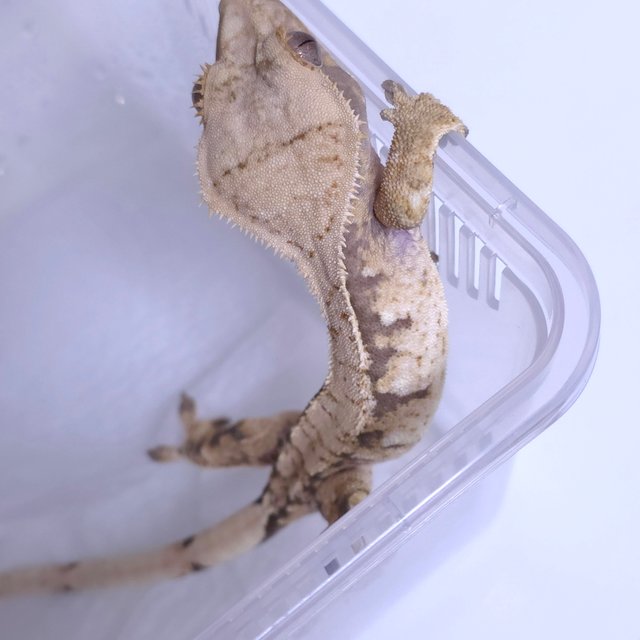 노멀 트라이 익스트림할리퀸 화이트스팟