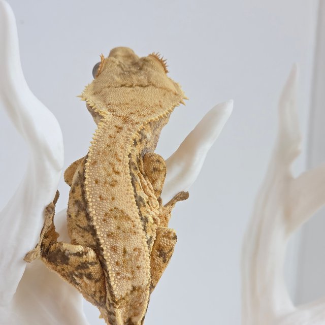 노멀 트라이 익스트림할리퀸