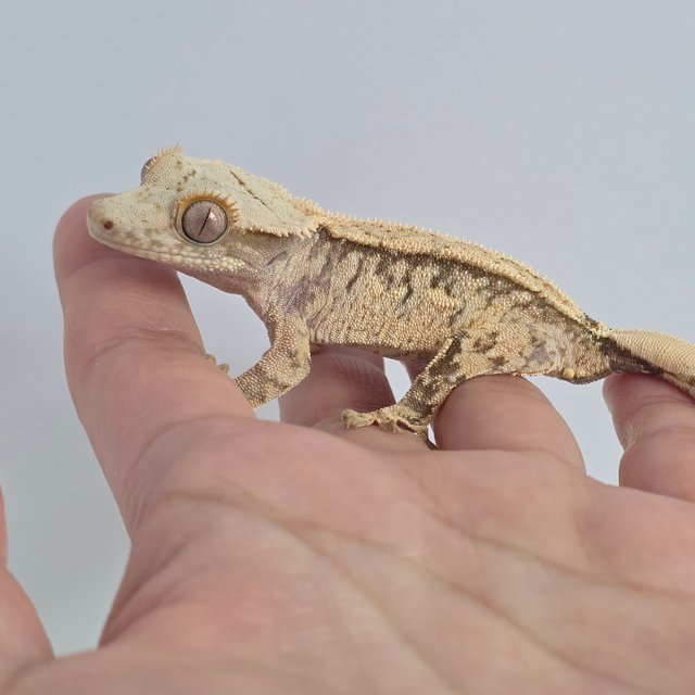 크림시클 핀스트라이프 화이트스팟