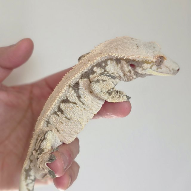 노멀 화이트 트라이 화이트스팟 드리피