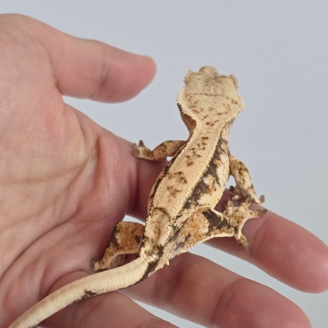 노멀 트라이 익스트림할리퀸