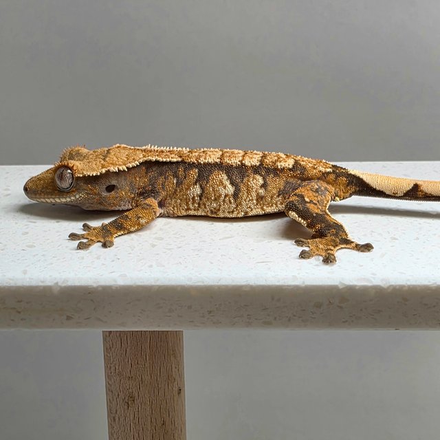 노멀 화이트스팟 텐저린