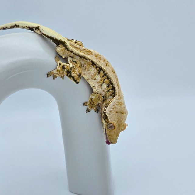 노멀 트라이 익스트림할리퀸 풀핀 드리피