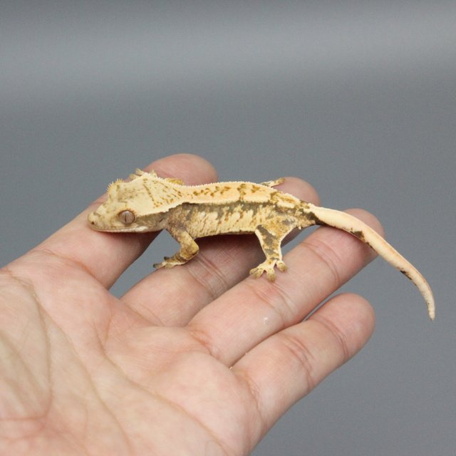 노멀 트라이 익스트림할리퀸