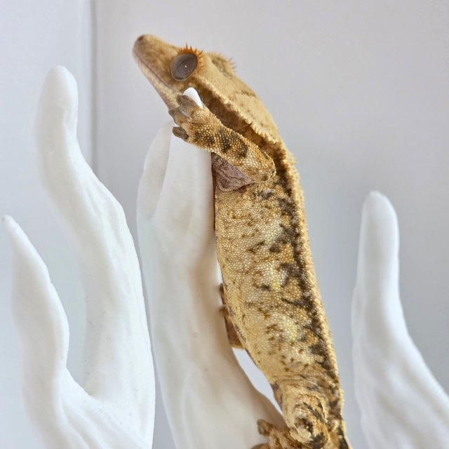 노멀 트라이 익스트림할리퀸