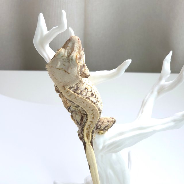 노멀 화이트 쿼드 핀스트라이프