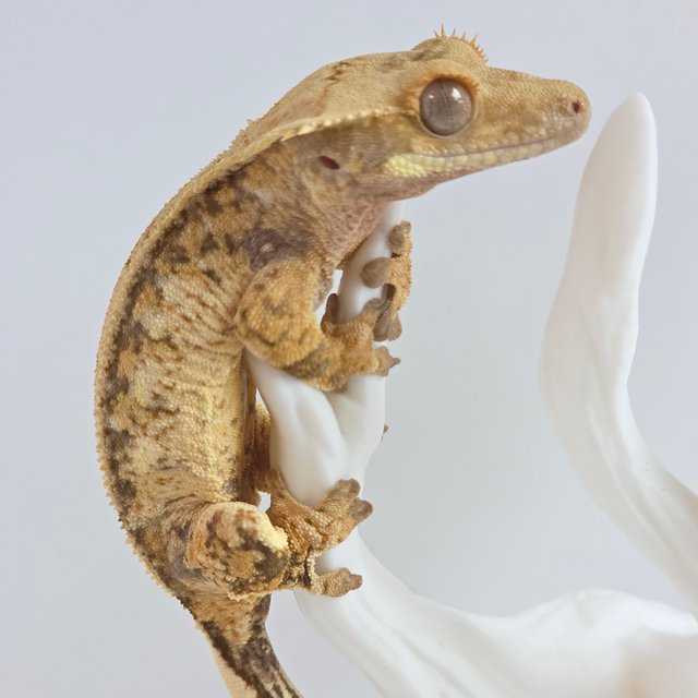 노멀 트라이 익스트림할리퀸