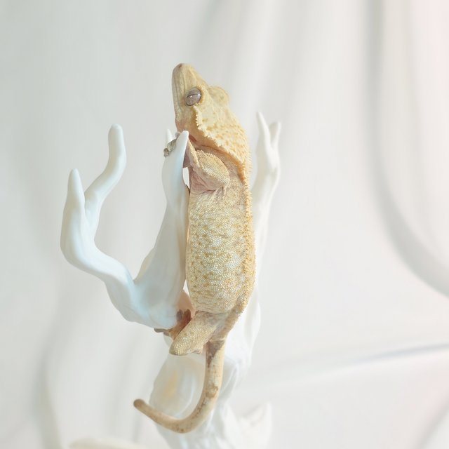 노멀 크림시클 화이트스팟