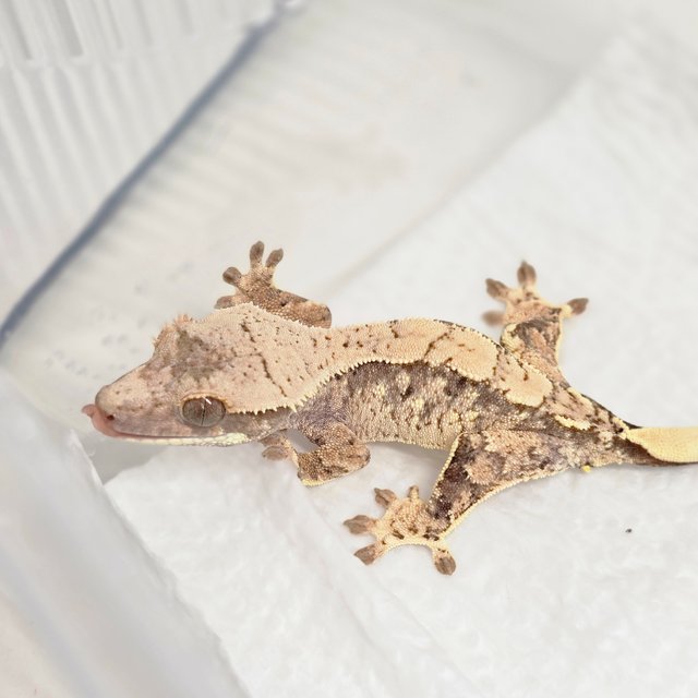 노멀 화이트 화이트스팟