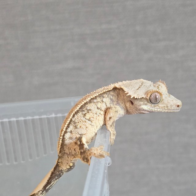 크림시클 핀스트라이프 화이트스팟