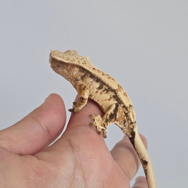 노멀 트라이 익스트림할리퀸