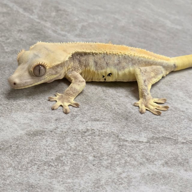 릴리화이트 레드