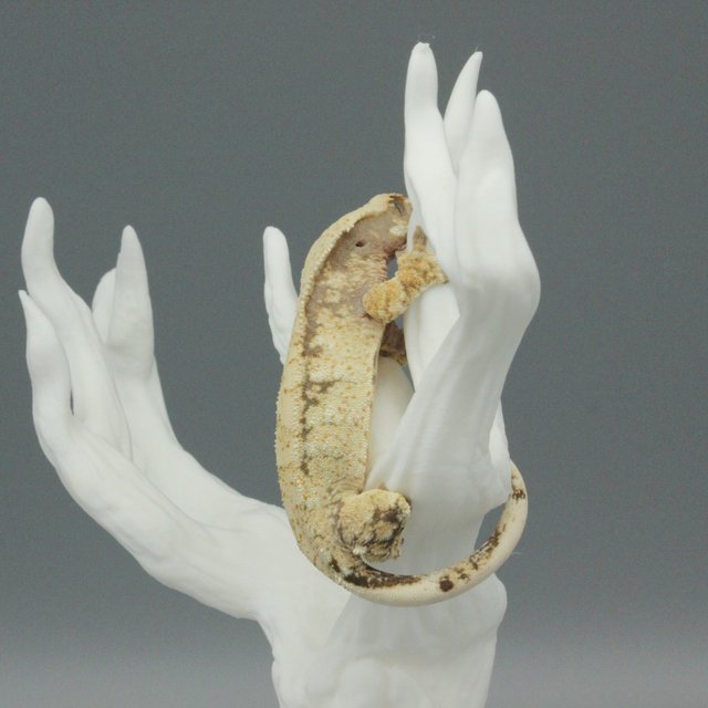 노멀 화이트 화이트스팟