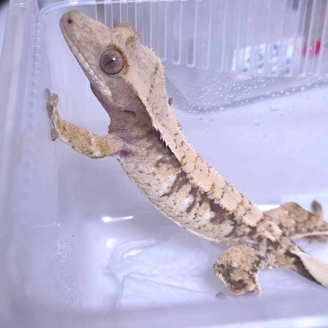 노멀 트라이 익스트림할리퀸 화이트스팟