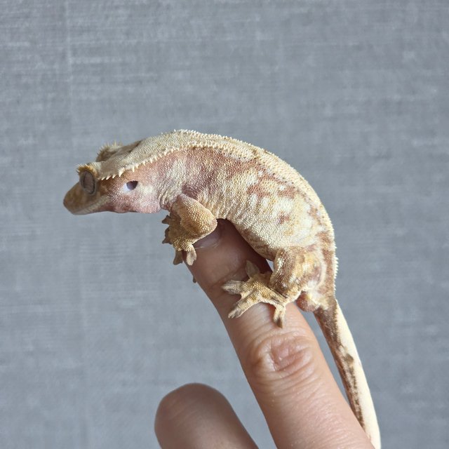 노멀 화이트스팟 크림시클