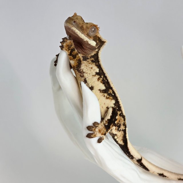 노멀 트라이 익스트림할리퀸