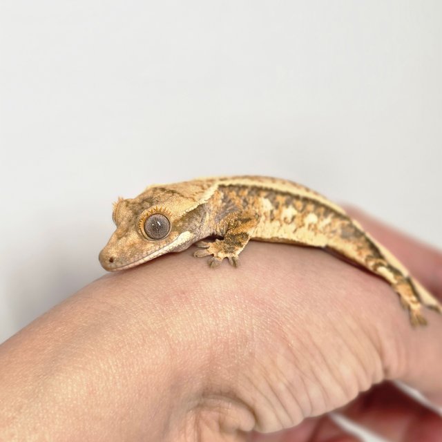 노멀 트라이 익스트림할리퀸